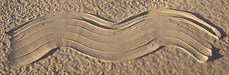 Illustration for article titled Peeps Produce Distinctive Traces of their Motions